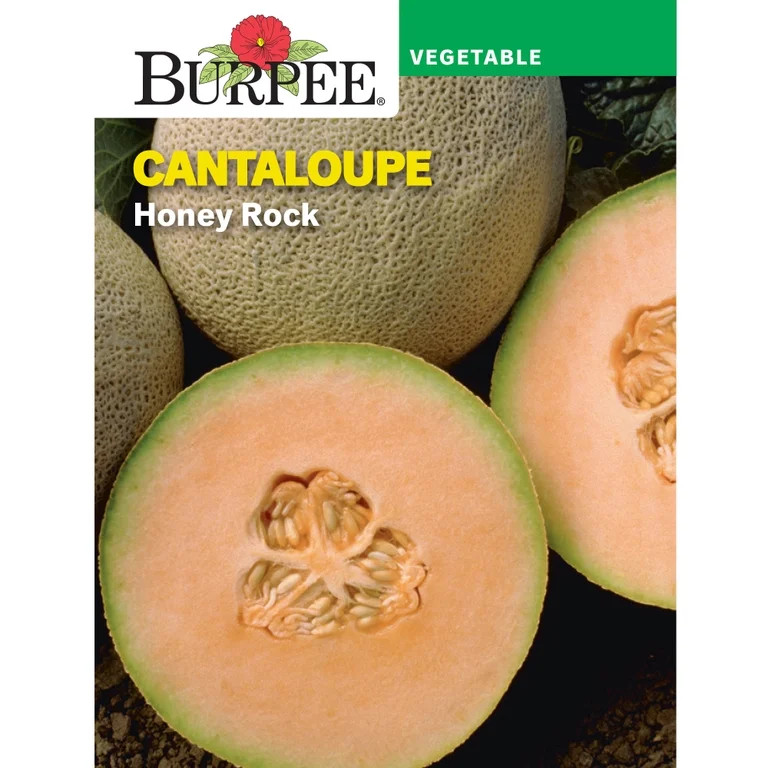 Burpee Honey Rock Cantaloupe Seed,  Annual Fruit Seed, Full Sun | Walmart (US)