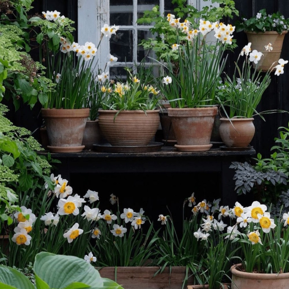 DIY aged terracotta planters… recent purchases for spring outdoor living

#spring #flowers #pots #homedepot #diy

#LTKFindsUnder50 #LTKSeasonal #LTKHome