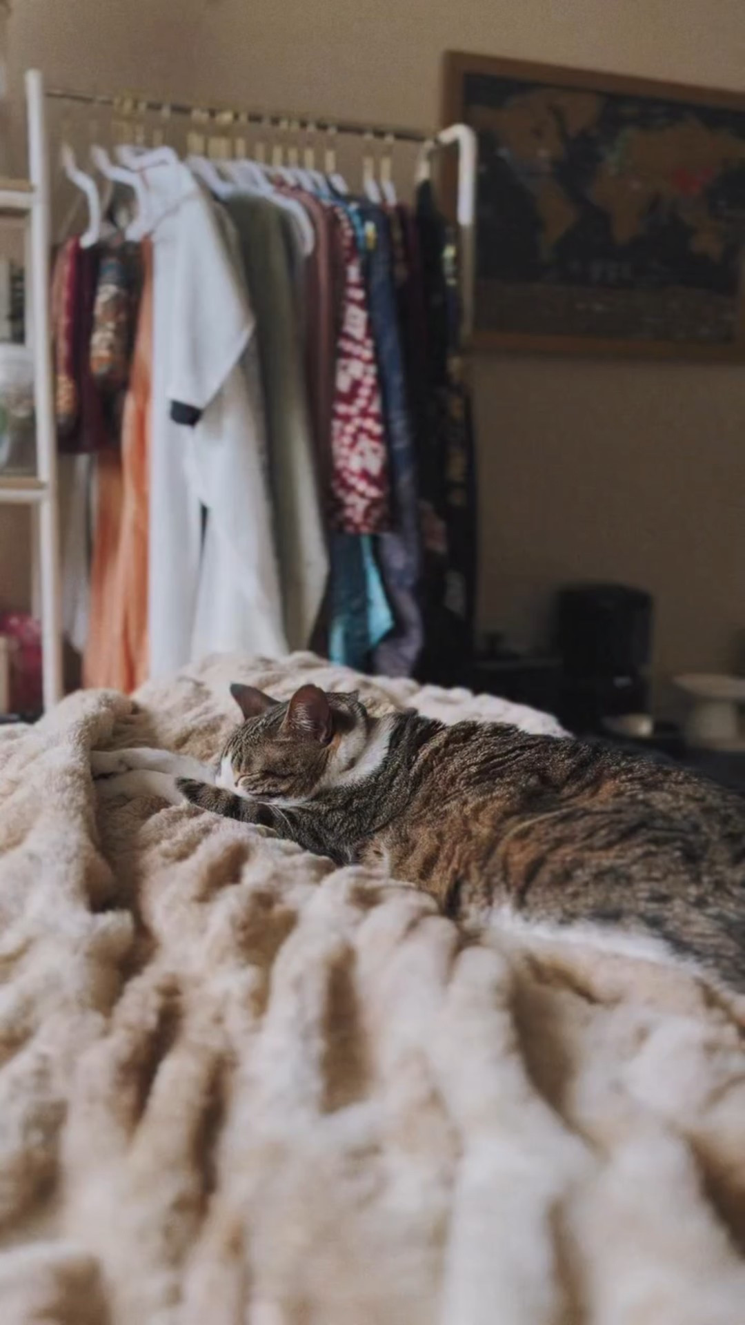 Must be nice to have a schedule that only includes napping and being cute. 🥱 #catsoftiktok #relatable #mood #lifestyle #aesthetic