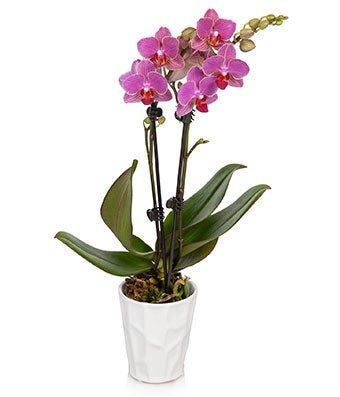 Pretty Pink Orchid Plant - Regular | FromYouFlowers.com