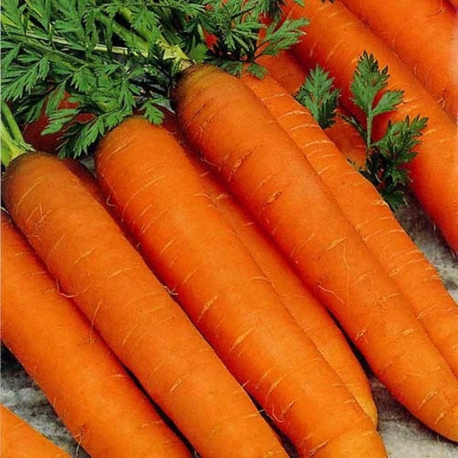 PREMIER SEEDS DIRECT - Resistafly F1 Carrot Seeds, Approx 1300 Seeds | Amazon (UK)