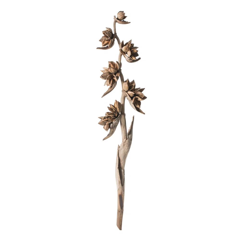 5-6' Star Pod Stalk, 1 stalk, Dried | Wayfair North America