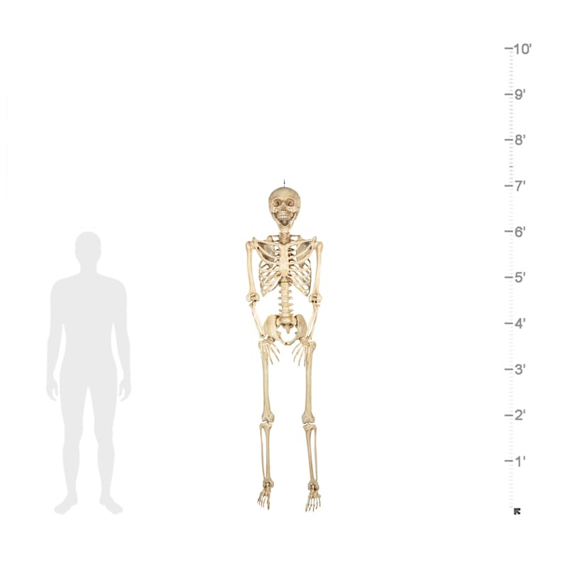 Posable Halloween Skeleton, 7' | At Home