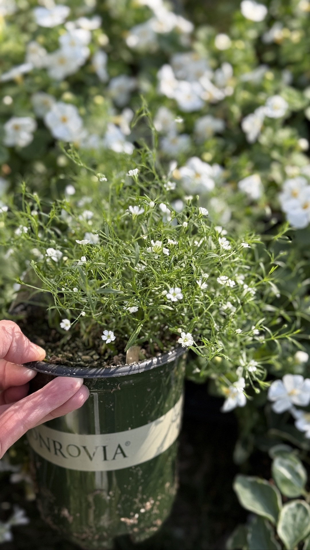 Window planter box favorite flowers.

#LTKSeasonal #LTKHome