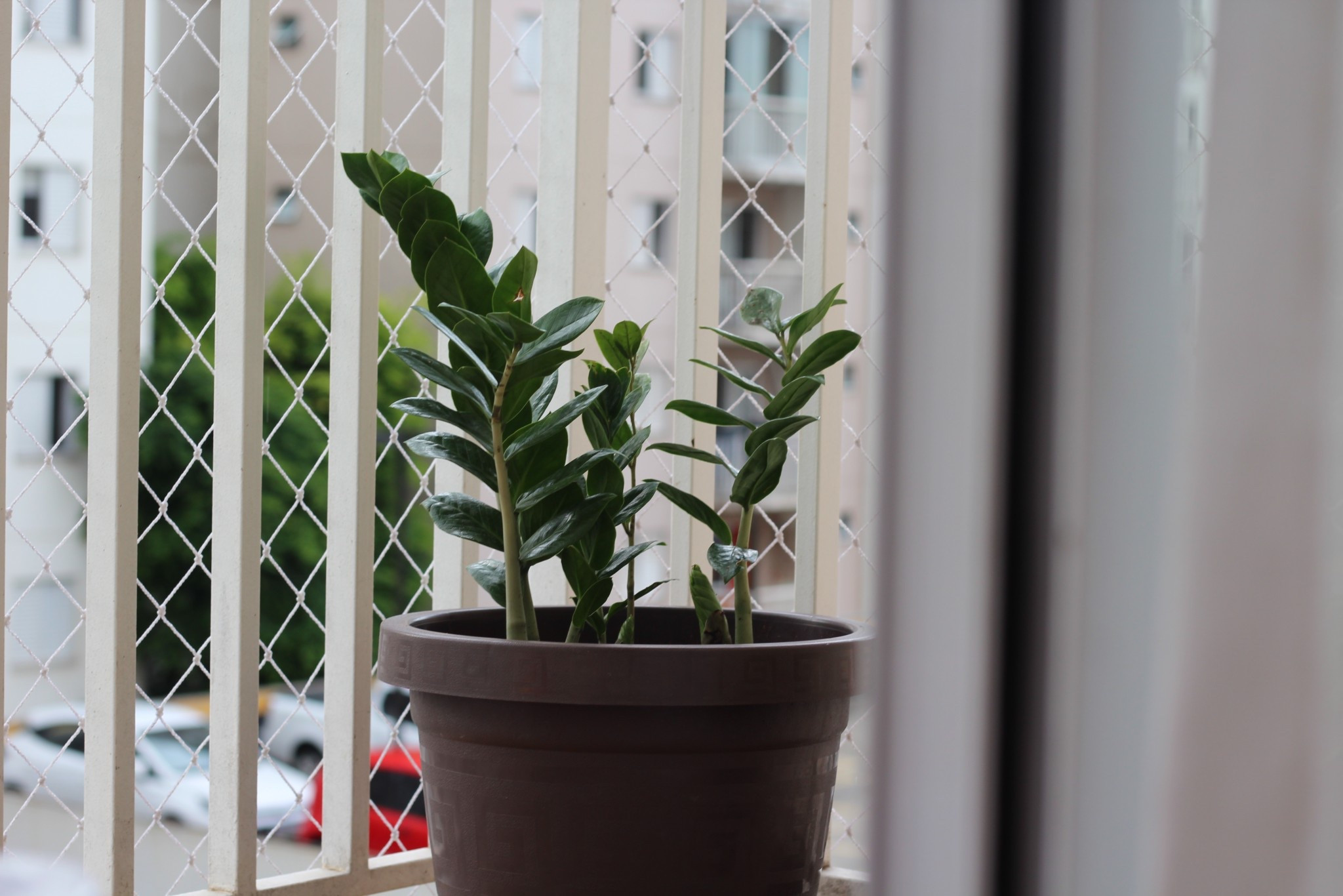 Zamioculcas é um género botânico, pertencente à família Araceae, que contém apenas a espécie Zamioculcas zamiifolia. A Zamioculcas zamiifolia, da família das Aráceas é uma planta originária da Tanzânia, na África. Ela se adapta bem a ambientes internos, de pouca luz, sendo resistente e durável. 

LTKAroundTheWorld #LTKpromo #LTKhome