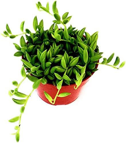 Fat Plants San Diego FATPLANTS Succulent Plant(s) Fully Rooted in 4 inch Planter Pots with Soil -... | Amazon (US)