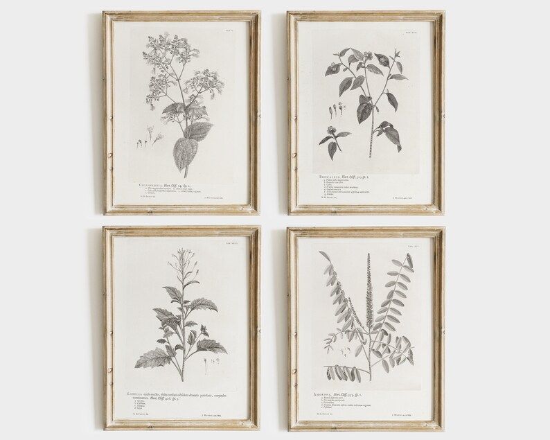 Botanical Prints SET  Farmhouse Decor  Vintage Art  | Etsy | Etsy (US)