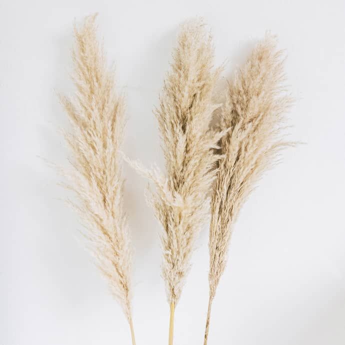 Little Deer Extra Large Fluffy Natural Dried Wide Pampas Grass Bunch Tall - Trouva | Trouva (Global)