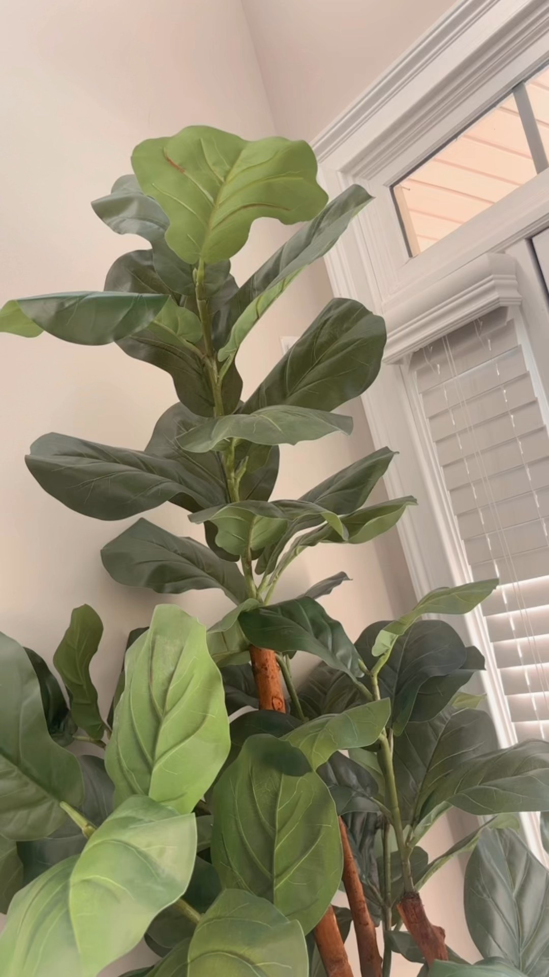 Meet Mabel y’all! 🌿✨ My 7ft tall fig tree is LIVING her best life right here in my foyer — and YES, I had to name her because she’s basically family now 😂 The white X base is super sleek, she’s tall, she’s cute, she’s drama-free — what more can you ask for?! 😍 You can grab this beauty on my Amazon Storefront & LTK! 💻🛒

#FoyerGoals #FigTreeFinds #AmazonHome #LTKHome #CLuvFinds #HomeVibes #InteriorInspo #AmazonMustHaves #HouseGoals #PlantVibes

#LTKFindsUnder100 #LTKU #LTKHome