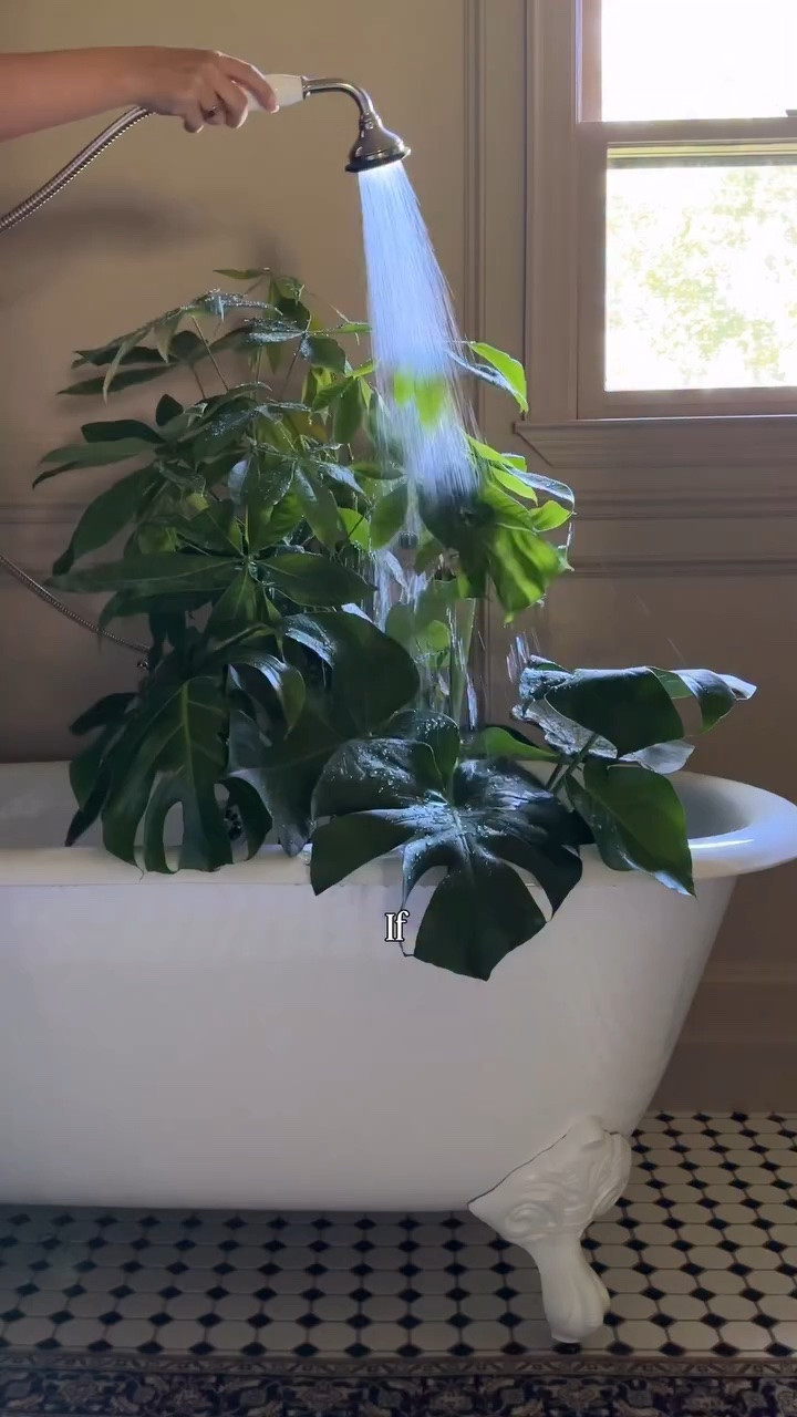 I finally figured out why some homes just feel cool and calm in the summer. Plants. That’s literally it.

Recently I walked into @samsclub , saw the @costafarms summer drop, and could not walk past the prices. I have genuinely paid three times more for the same plants at other stores!

I grabbed a few that caught my eye, brought them home, and started styling them throughout the house. A pair by the fireplace. The monstera in the dining room by the window where you can see the trees outside. A trailing pink and green one on an antique silver tray next to a stack of books. Every spot felt cooler and calmer the second a plant landed there.

If you’ve had bad luck with plants before, this is a low-risk way to try again. They were so lush in person, I was genuinely surprised. This drop sells out fast though, so go check your Sam’s Club now. Ps - you can have them delivered too! 🌿

#CostaFarms #collectedhome #plantdecor #houseplants #indoorplants

#LTKSeasonal