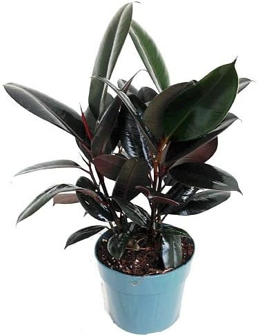 Burgundy Rubber Tree Plant - Ficus - an Old Favorite - 6" Pot | Amazon (US)