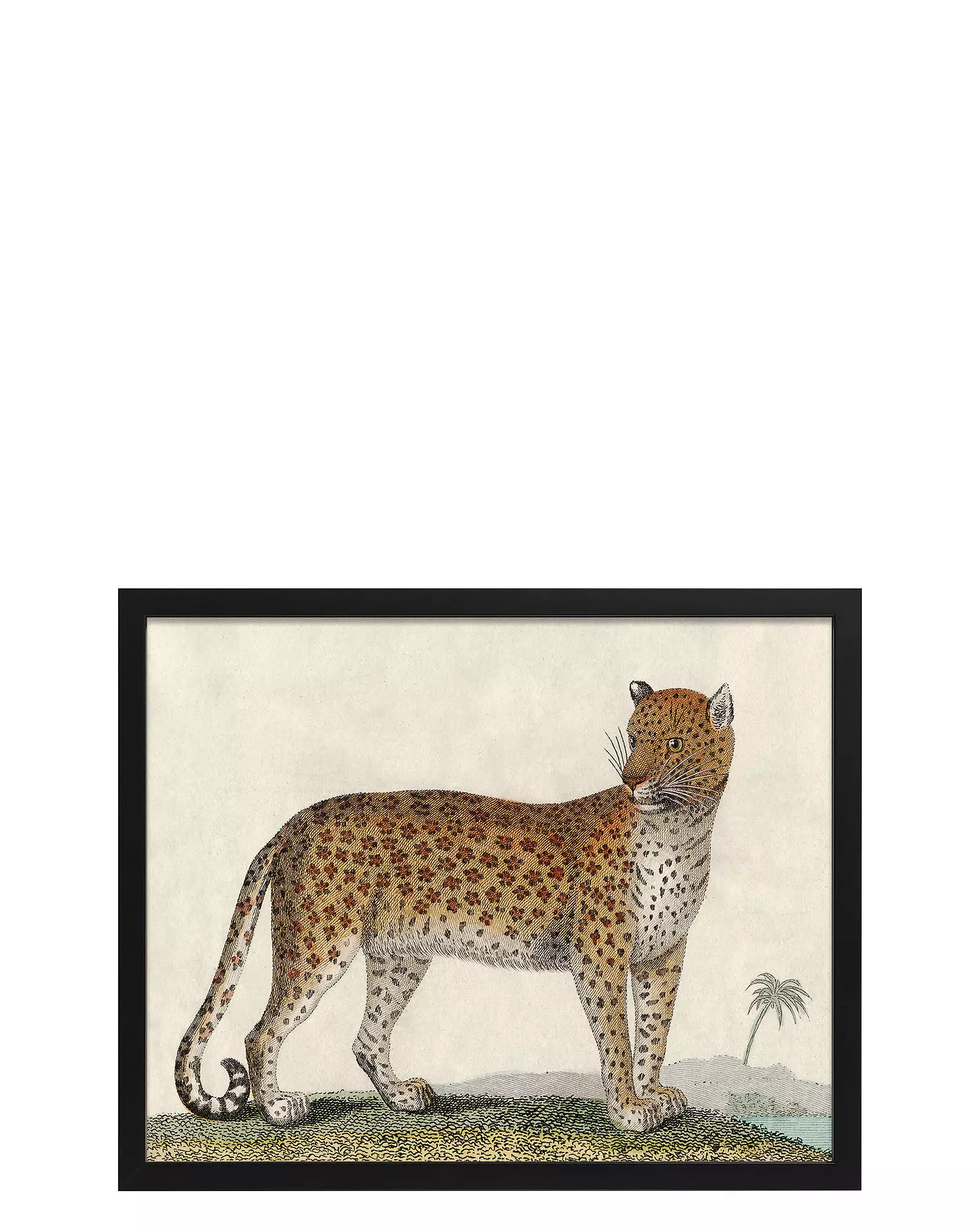 "Vintage Jaguar I" in Black Frame by Whalebone Creek Prints | Serena and Lily