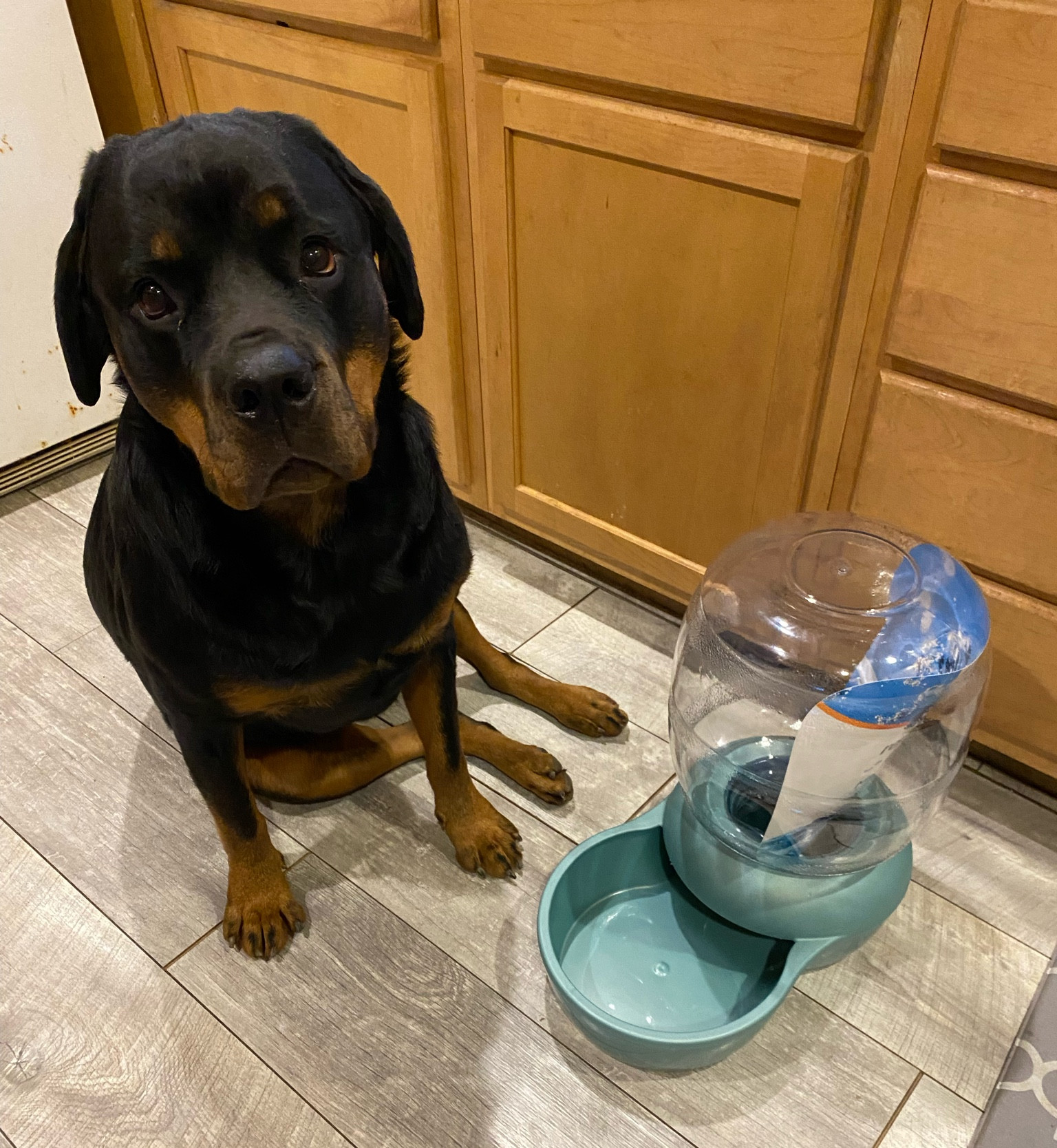 The BEST doggy water bowl - especially if you have multiple pups 💦 Holds 4 gallons! 

Dog supplies | Water Bowl | Amazon deal | Dog mom | Dog essentials 