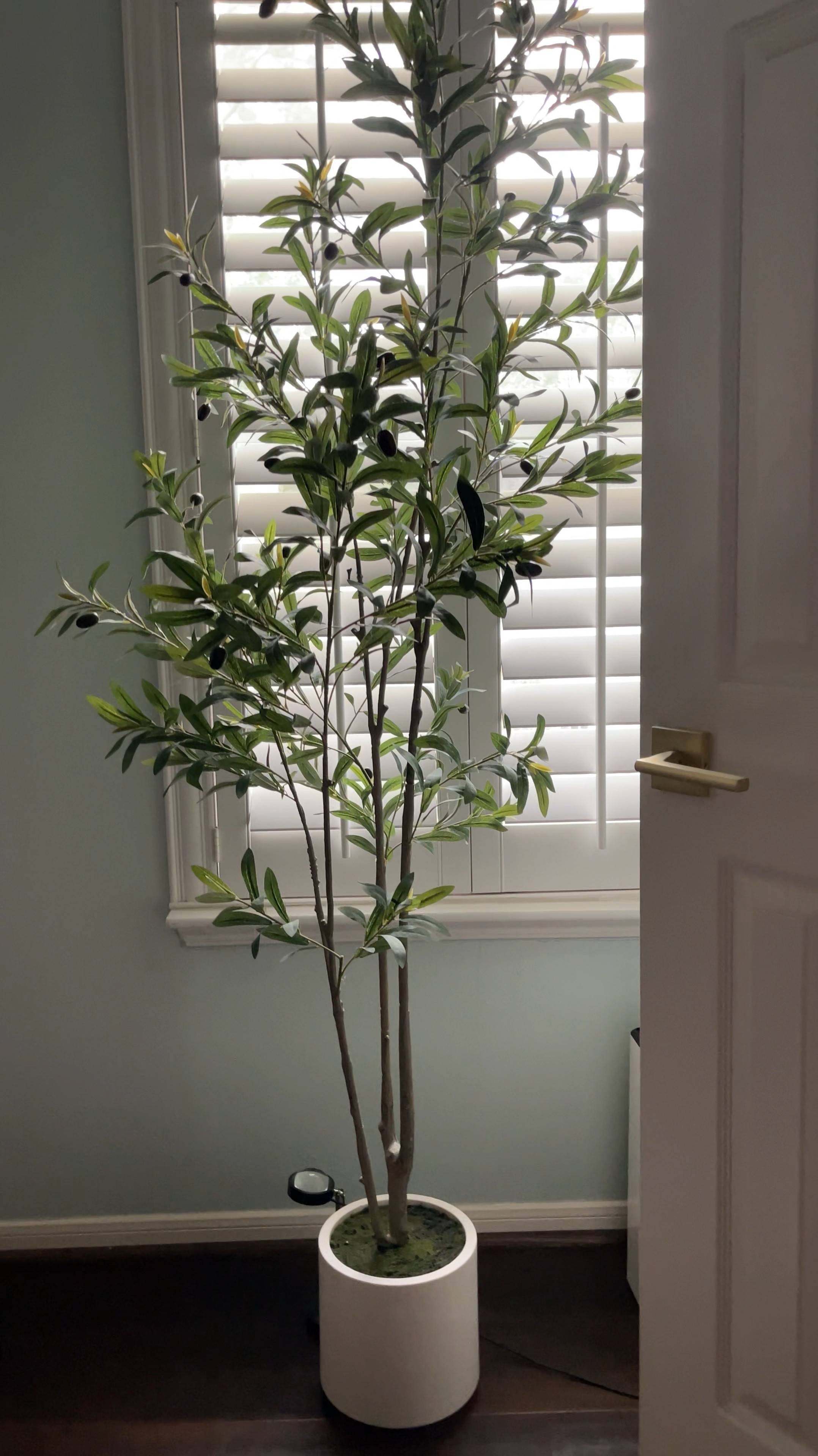 If you know me, you know our home is filled with plants, large and small. I love decorating the house with neutral colors and let the natural elements shine ☀️ 

Well, I can’t keep a living plant in this corner of the room for some reason 🤷🏻‍♀️ my plants thrive everywhere else. So faux olive tree to the rescue! It comes in this basic pot which really grew on me even though I initially thought I’d put it in something else. 

It comes gently packed with the branches for you to plug in. So easy to put together, then I had fun “arranging” it.

Related: home decor, large fake tree, tall olive tree, indoor plant, projector used to backlight the tree is also linked. Backlit tree, rgb spotlight (remote only, I do not use the app)

#LTKHome #LTKVideo