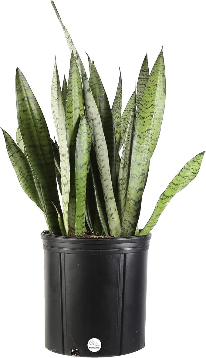 Costa Farms Sansevieria Snake Live Indoor Plant Fresh from Our Farm, 2-Feet Tall, Zeylanica, Gree... | Amazon (US)