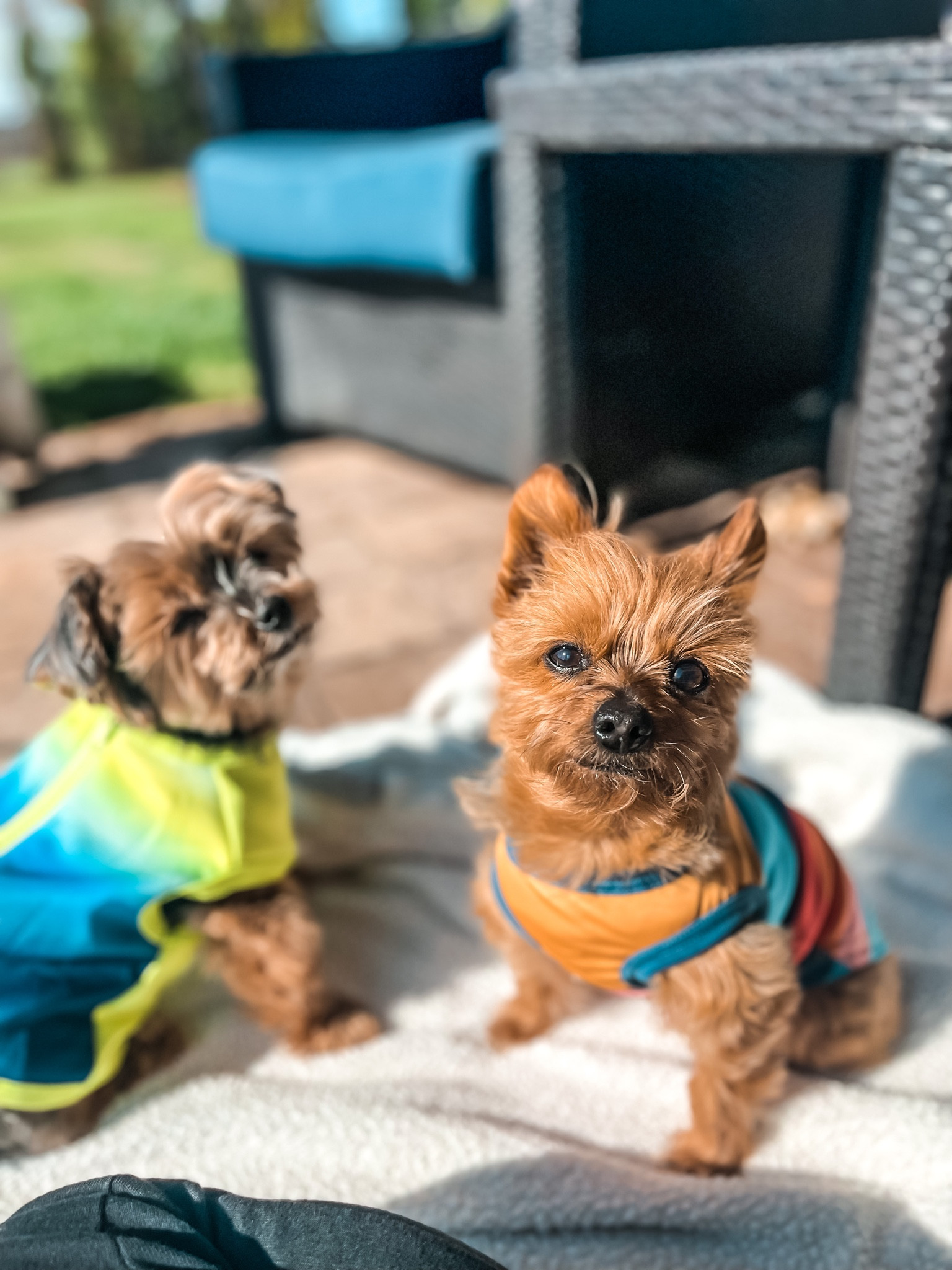 Dog days of summer
- summer cooling tank ( Frank on the rt is xs in tank)
- summer cooling vest ( Gary, on left is in s but xs would fit better) 
#ltkfind #ltkseasonal #ltkfamily 
#target

#LTKtravel #LTKunder50 #LTKswim