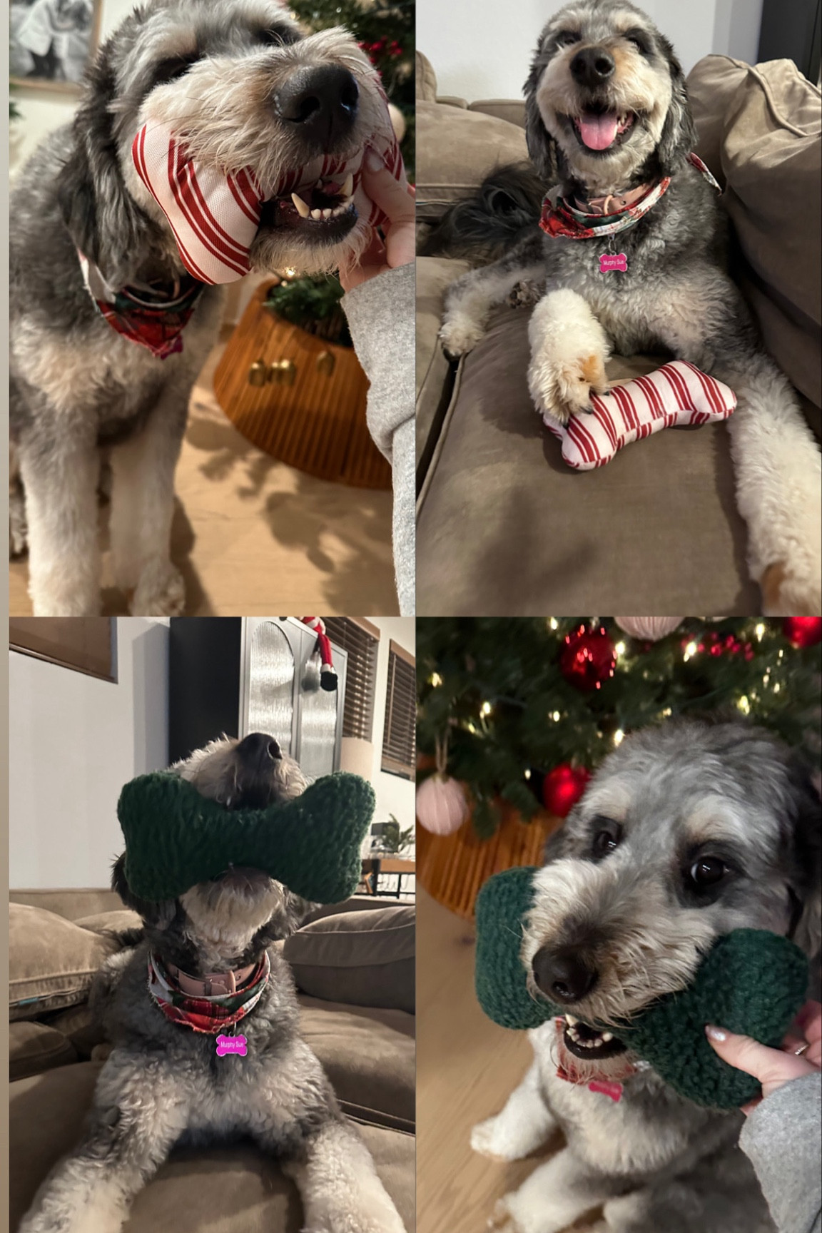 Cutest Christmas dog toys! 🎄❤️🐶

#LTKGiftGuide #LTKHoliday #LTKSeasonal