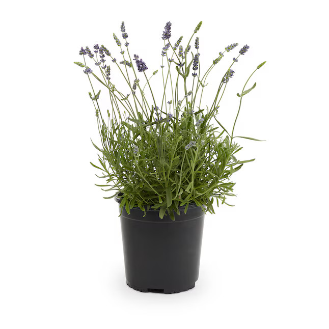 Lowe's Purple Spanish Lavender Plant in 2 -Quart Pot 1 -Pack | Lowe's