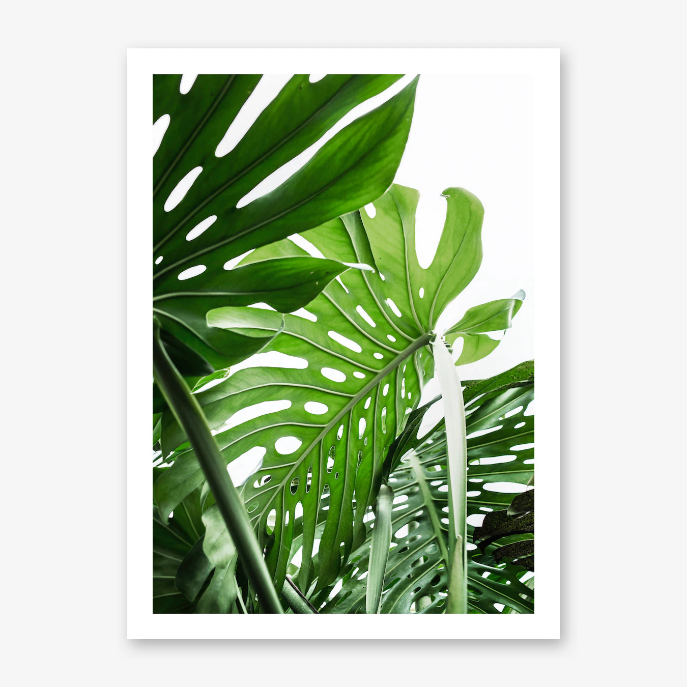 Jungle Art Print | Fy! (UK)