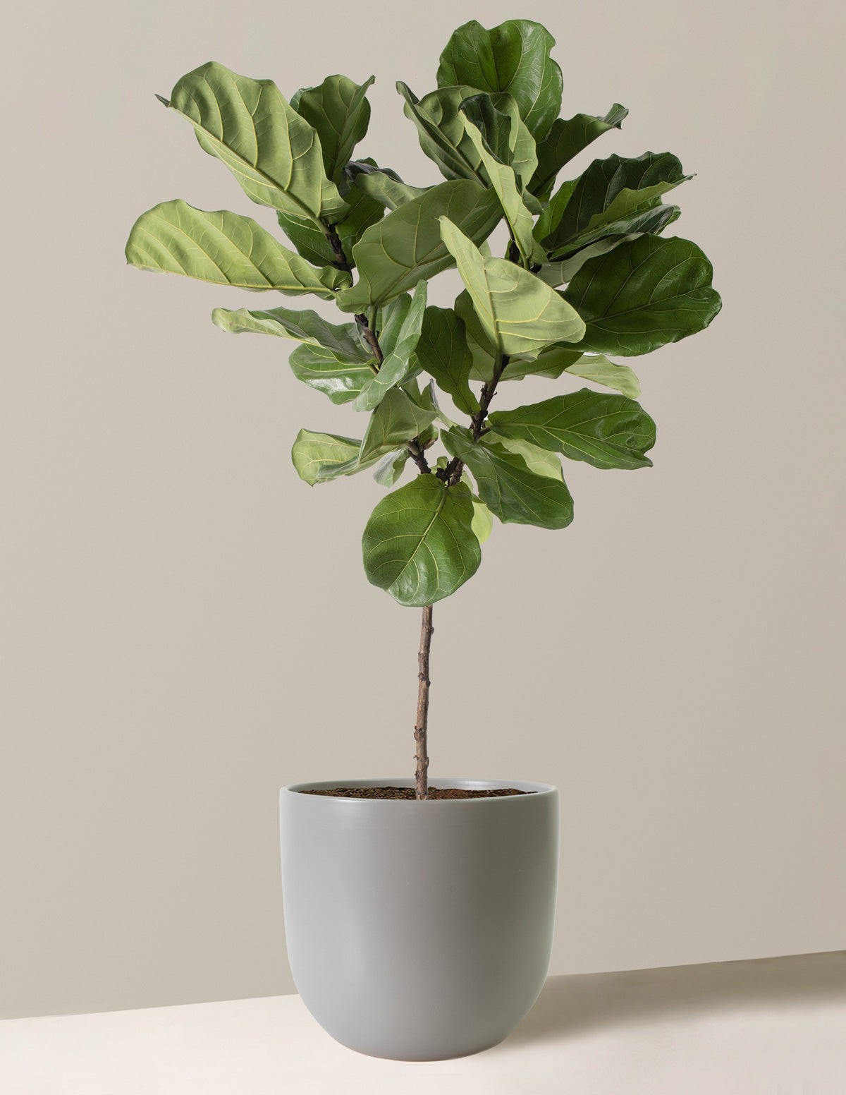 Large Fiddle Leaf Fig Tree | The Sill