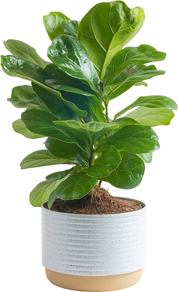 Costa Farms Little Fiddle Leaf Fig, Live Indoor Ficus Lyrata Plant in Indoors Garden Plant Pot, H... | Amazon (US)