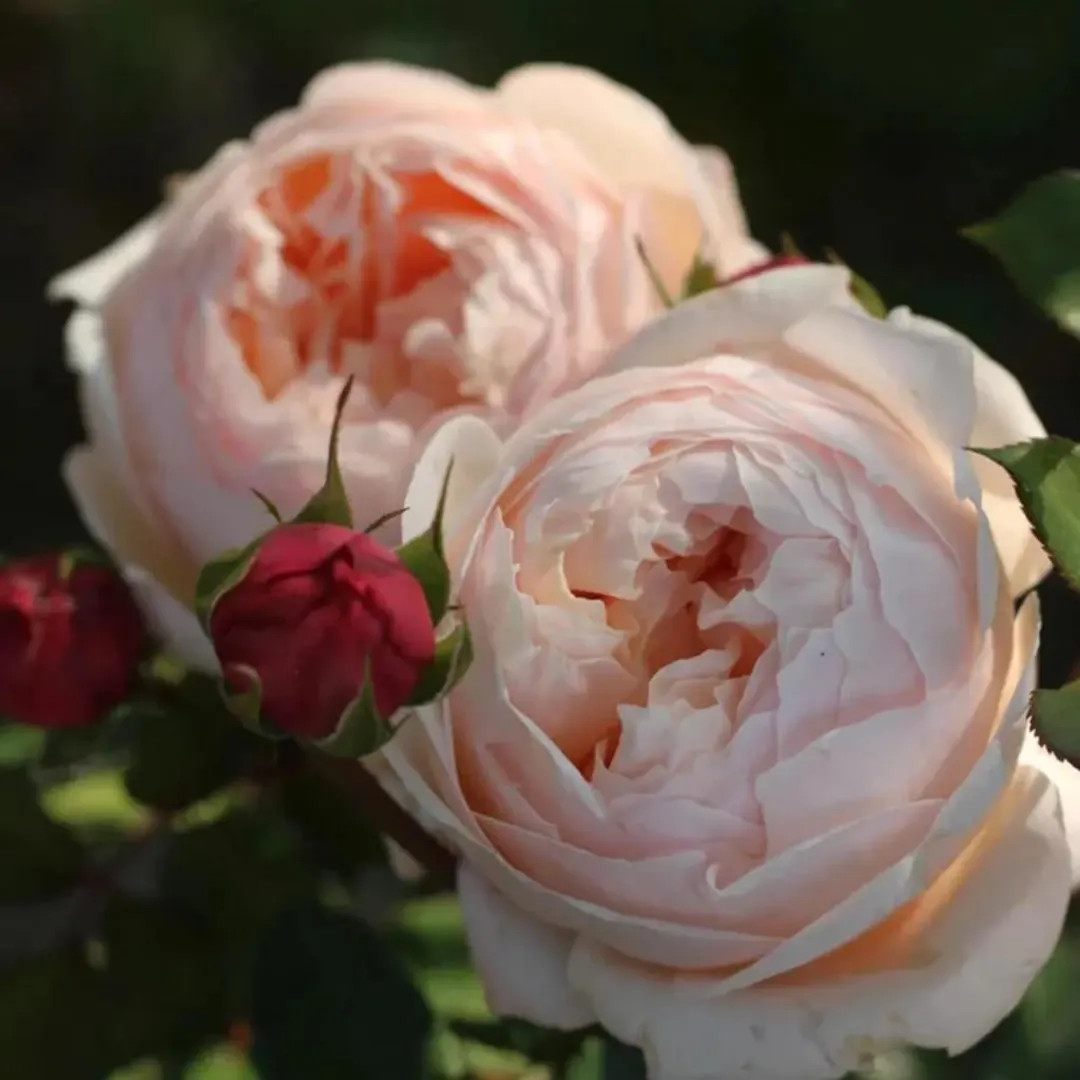 Fen Yan 粉妍 (China 天狼), 1 Gallon | Etsy (US)