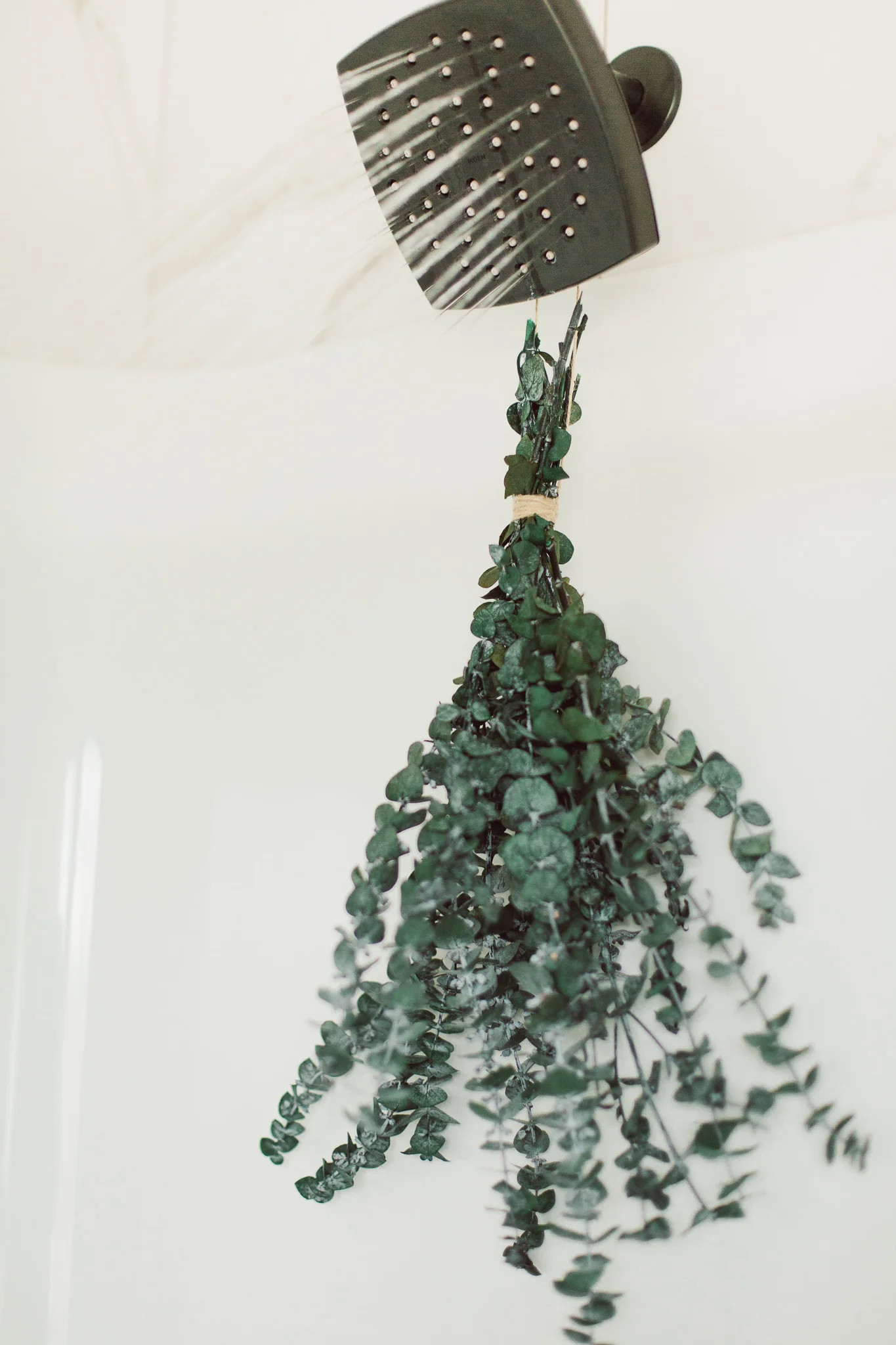 Eucalyptus Shower Bundle | Eucalypt Co.