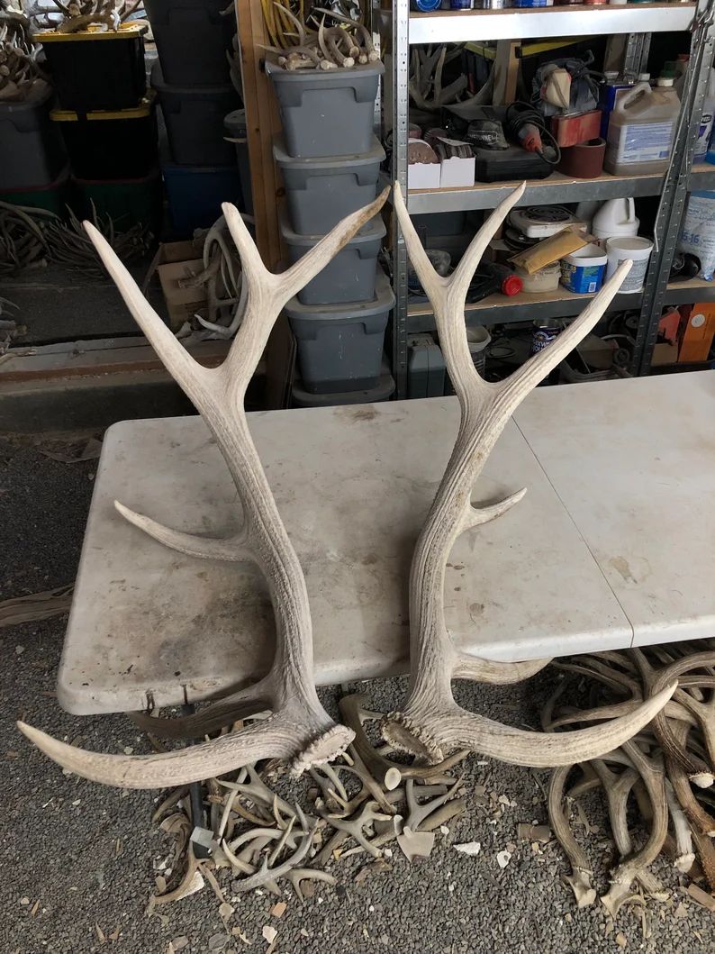 Massive set of elk shed antlers | Etsy (US)