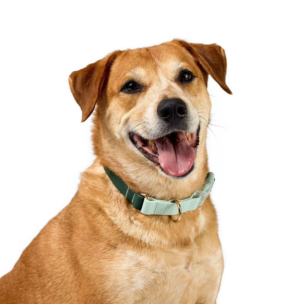 Color Blocked Dog Collar - The Cuddle Collab | Target