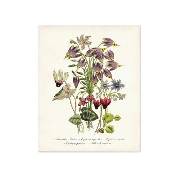 Vintage Botanical Illustration Floral Wall Decor Dutch | Etsy | Etsy (US)