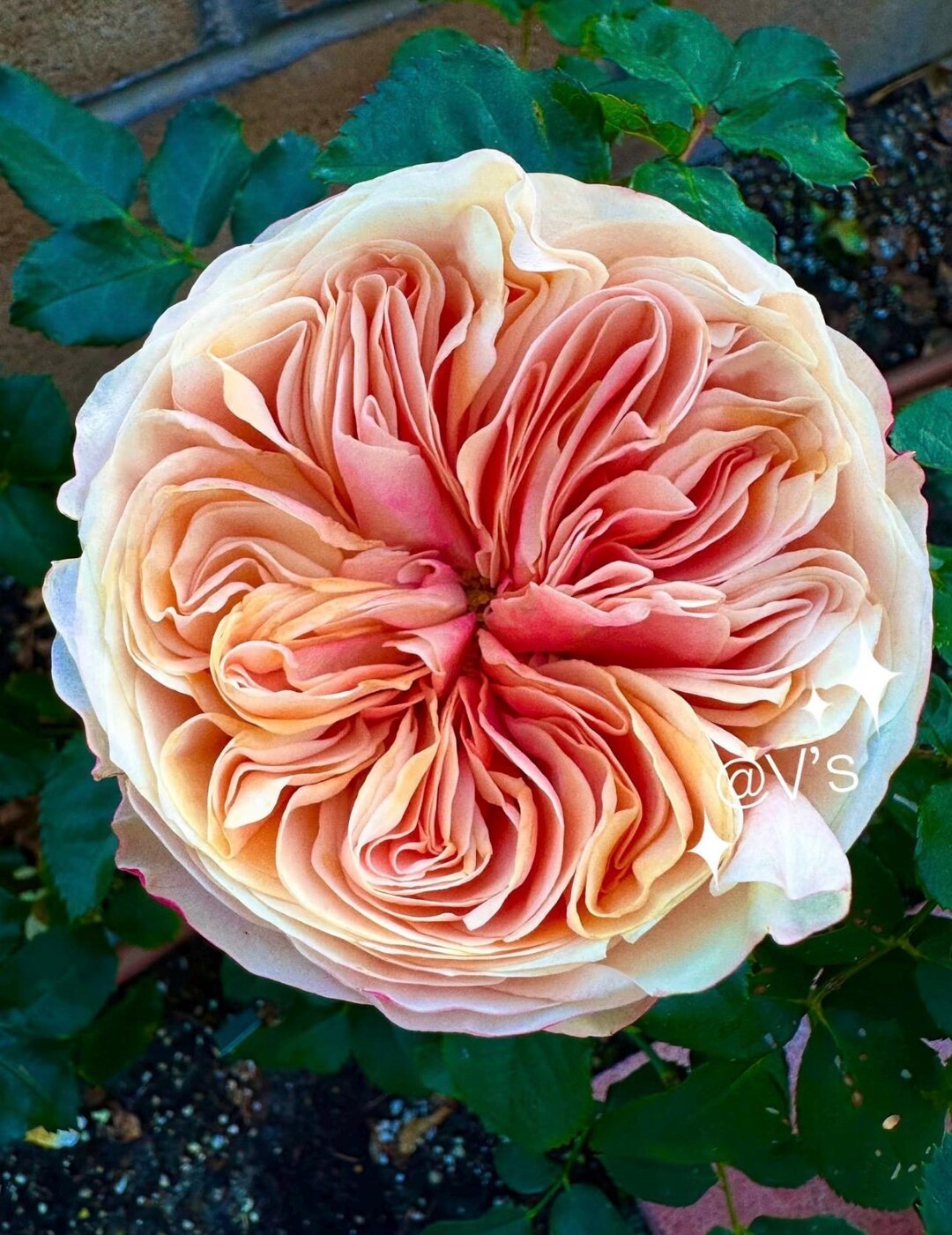 Tip Top — Rare Rose Live Plant — Radiant Sunset Orange Honey Tones — Dutch Florist Shrub ... | Etsy (US)