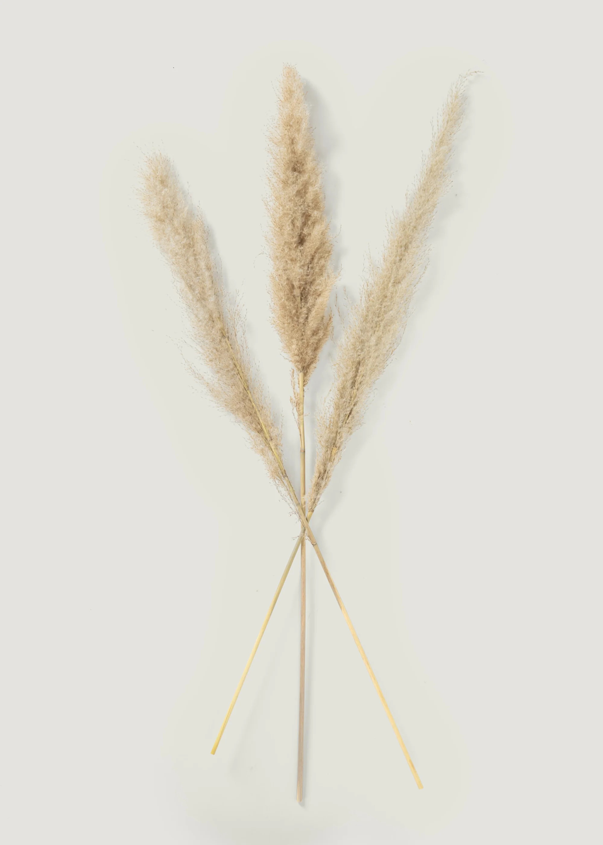 Bundle of 3 Natural Dried Feather Pampas Grass Stems - 45-48" | Afloral