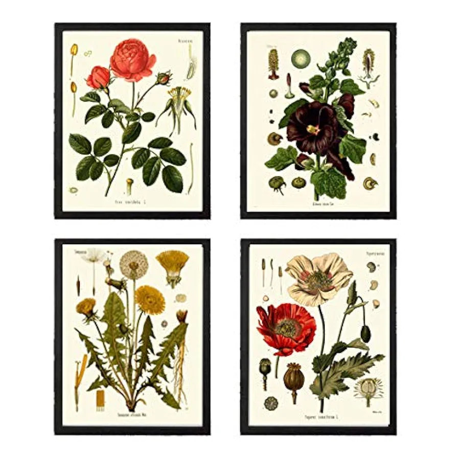 Botanical Flower Set of 4 Art Prints Antique Beautiful Red Rose Poppy Large Black Hollyhock Dande... | Amazon (US)
