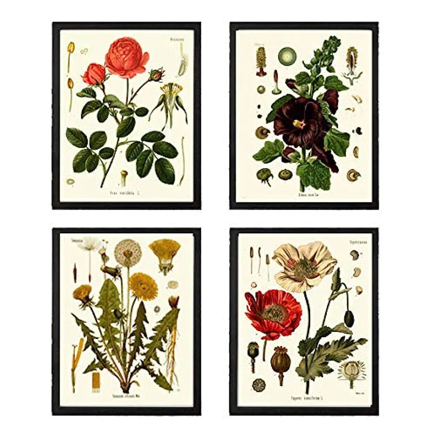 Botanical Flower Set of 4 Art Prints Antique Beautiful Red Rose Poppy Large Black Hollyhock Dande... | Amazon (US)