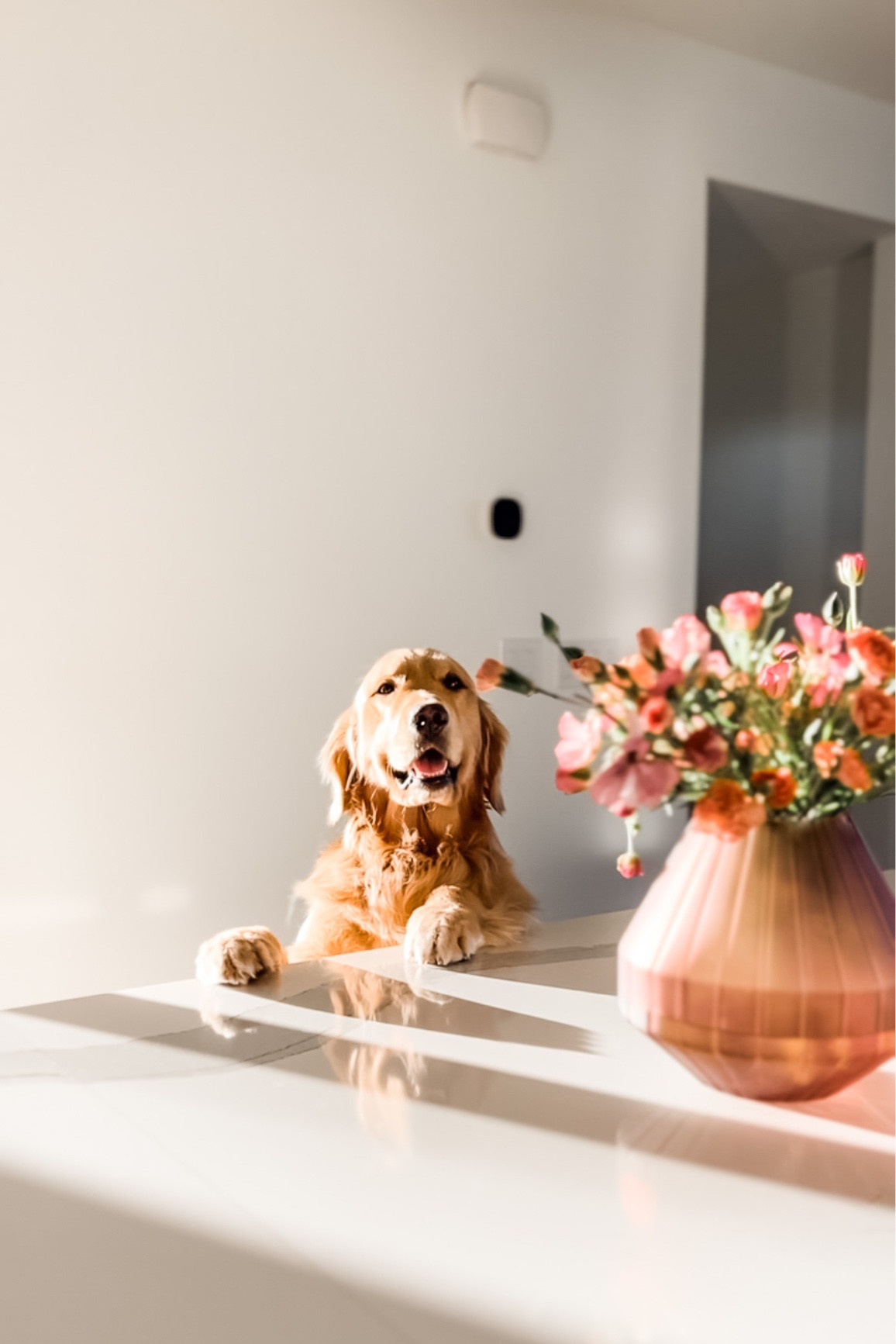 🌸🌱🐶

#LTKhome #LTKFind #LTKGiftGuide