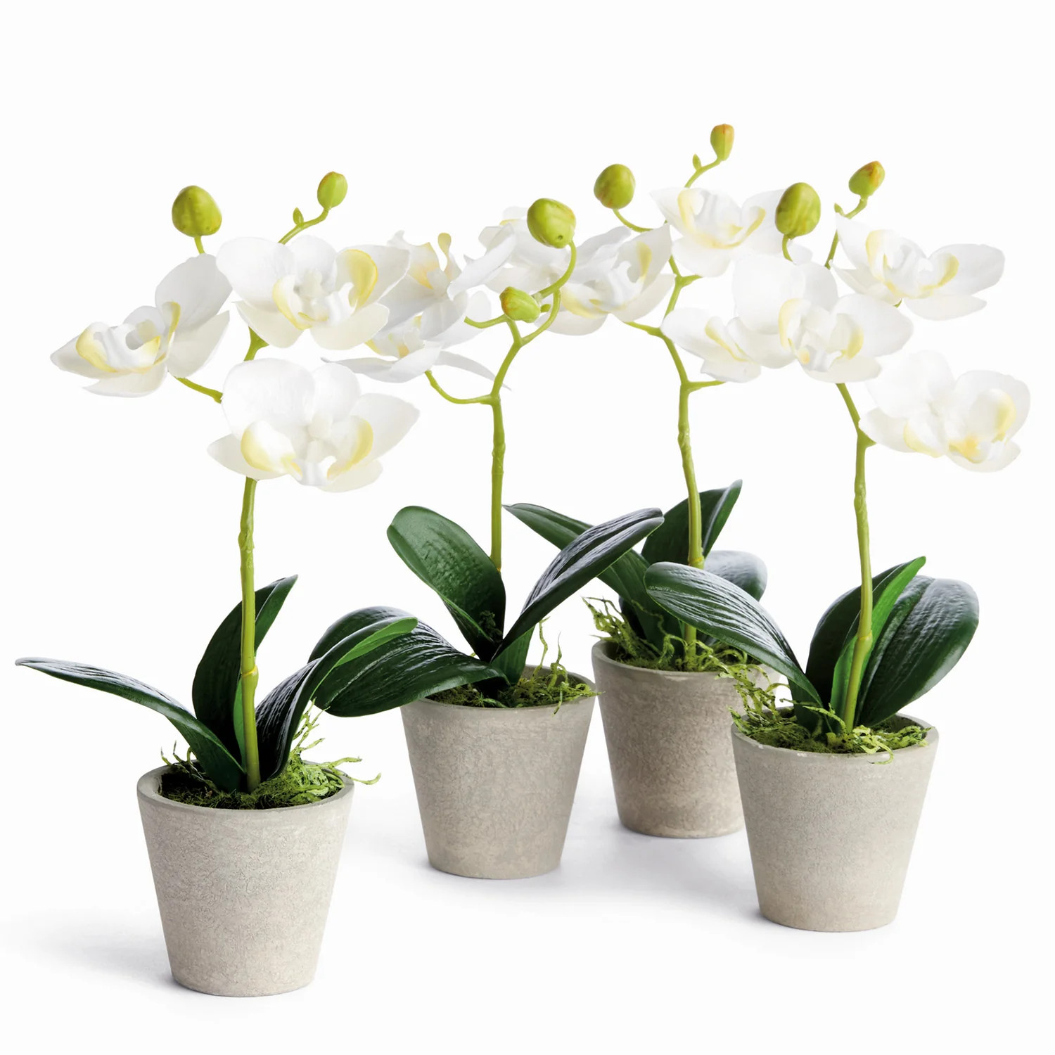 Potted Mini Phalaenopsis Orchids Set of 4 | Paynes Gray Inc