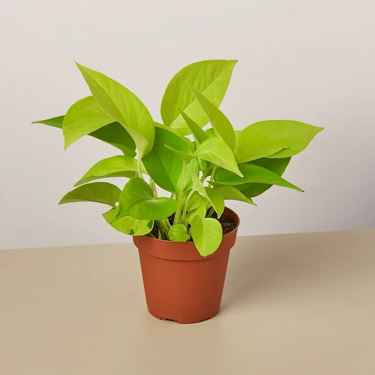 Pothos 'Neon' - 4" Pot - Walmart.com | Walmart (US)