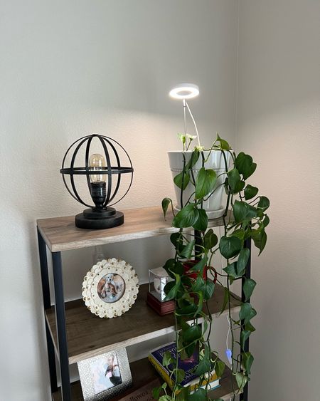 Small plant light / individual plant light / plant 

#LTKhome