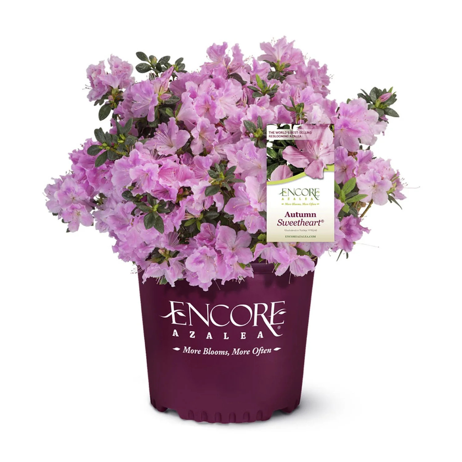 Encore Azalea Autumn Sweetheart (1 Gallon) Pink and White Flowering Shrub - Full Sun Live Outdoor... | Walmart (US)
