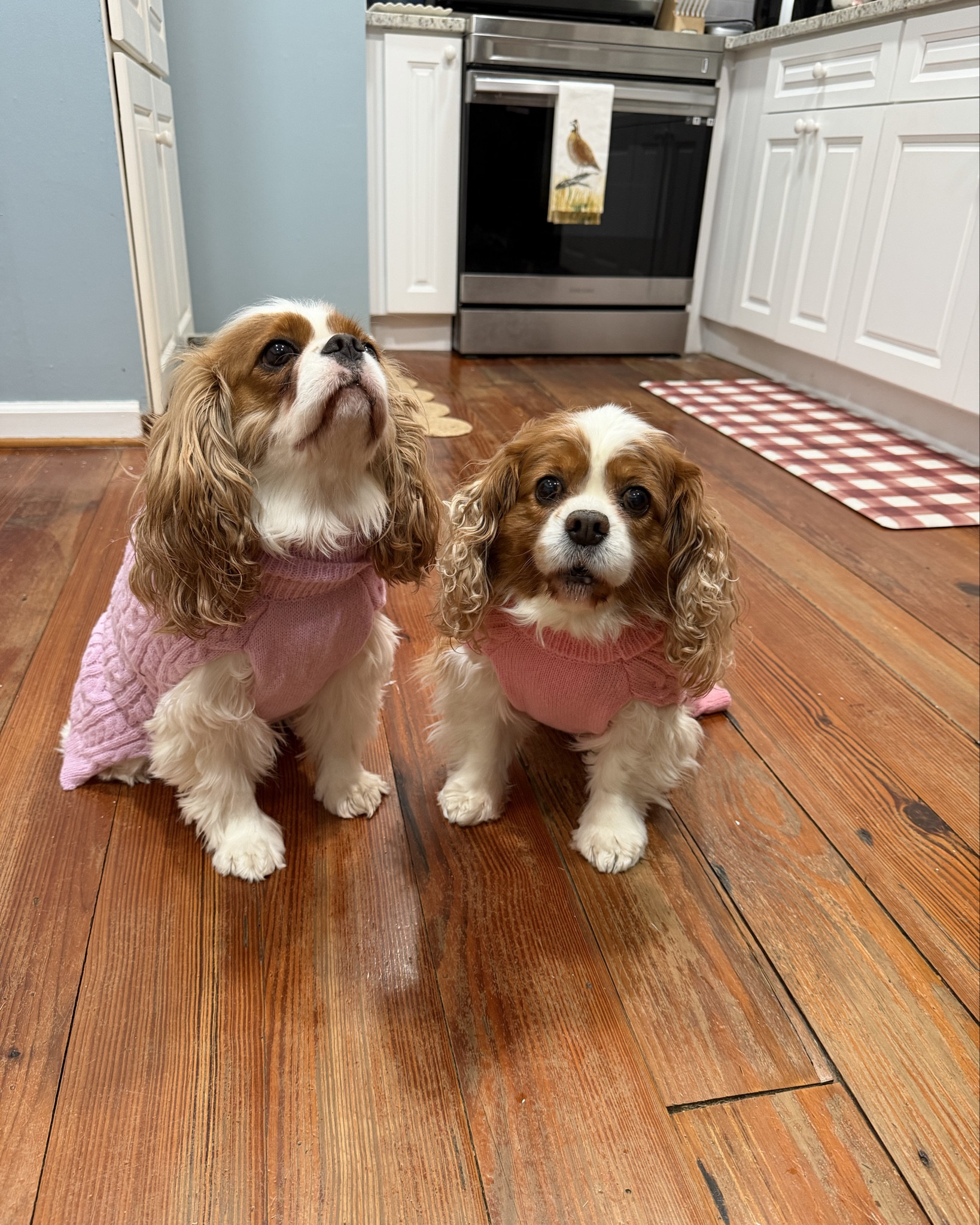 Sadie & Lulu are wearing a size Large! So cute 🥰🥰🥰🥰 

#LTKdayinmylife #LTKValentine #LTKootd