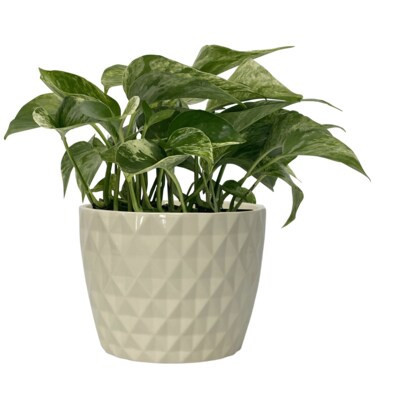 Pothos in 1.41-Quart Ceramic Planter Lowes.com | Lowe's