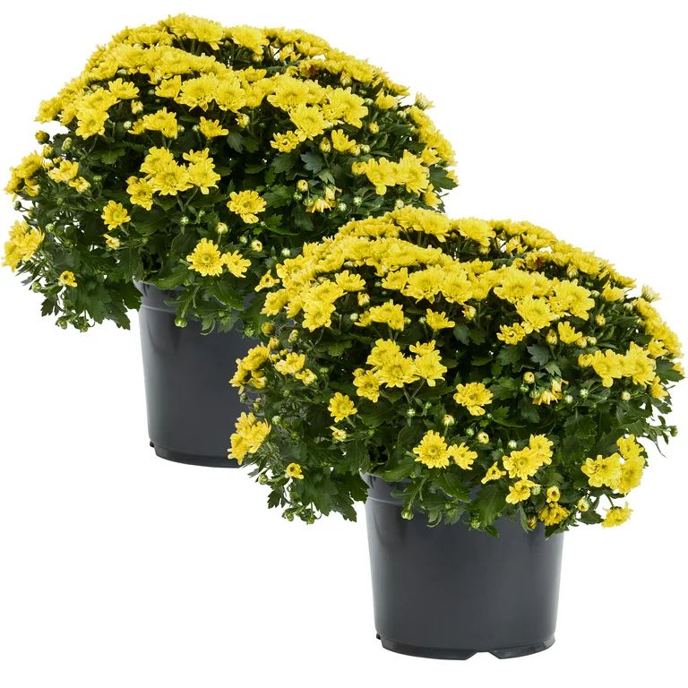 Expert Gardener 3QT Yellow Mum Full Sun Live Plants (2-Pack) with Grower Pots - Walmart.com | Walmart (US)
