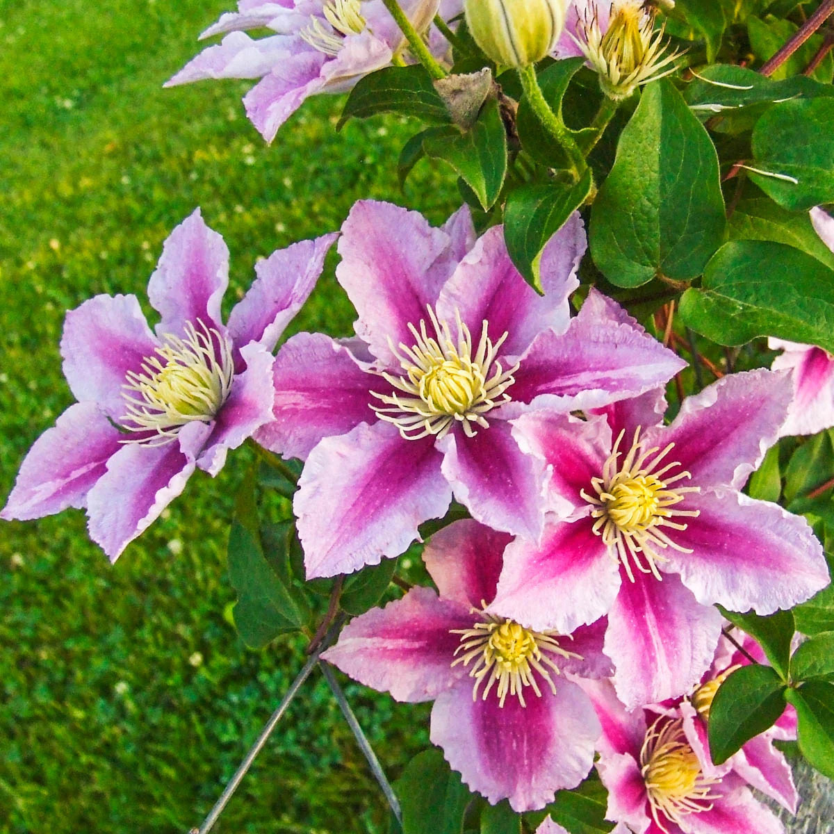Spring Hill Nurseries 1 -Pack Pink Piilu Clematis Dormant Bare Root Perennial Starter Vine Bareroot one_size | 89158 | Lowe's