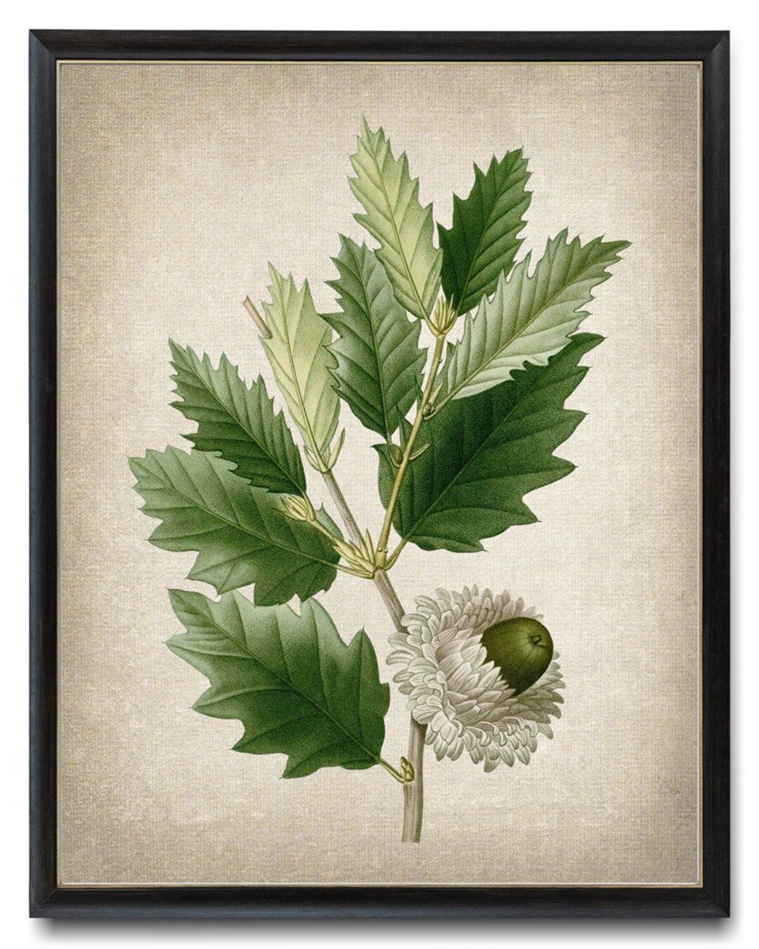 Oak Plant Digital Print 'valonia Oak' Acorn Vintage - Etsy | Etsy (US)