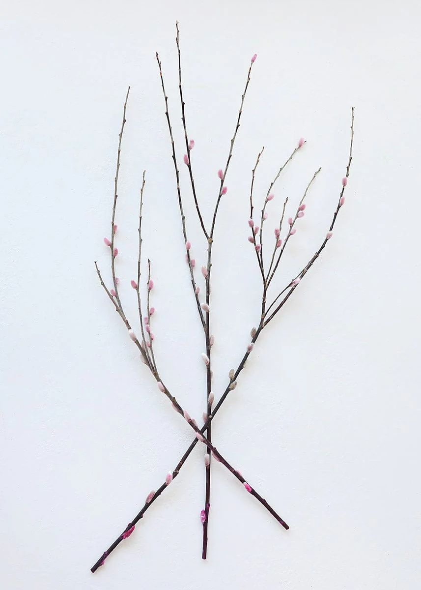 Preserved Pink Pussy Willow Branches - 20-28 | Afloral (US)