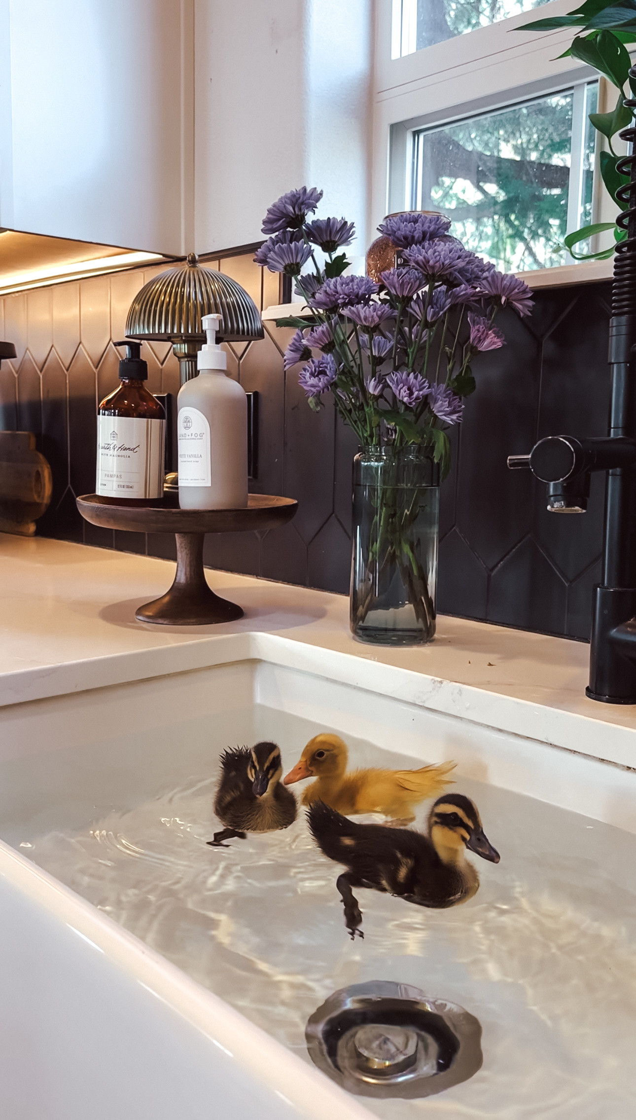 🐣 Chick/Duckling Starter Kit

Between brooder clean-ups, bathtub duck baths, and garden walks—I’ve been been through it all! Here are all my must haves for new chicken mamas!



✨ Tap the links below to shop 

 #LTKSeasonal #LTKPets #LTKFamily