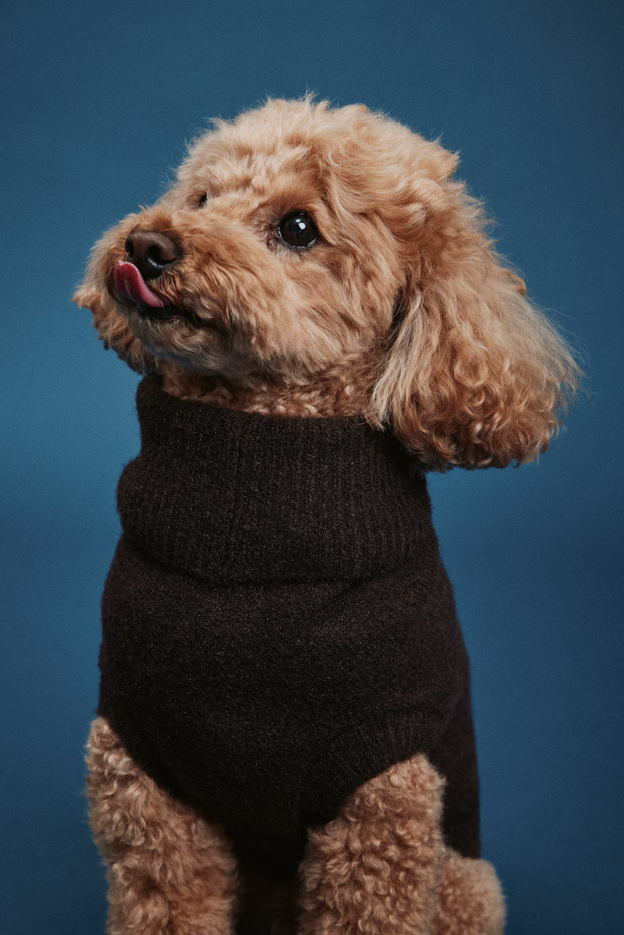 Fine-Knit Dog Sweater - Dark brown - Ladies | H&M US | H&M (US + CA)