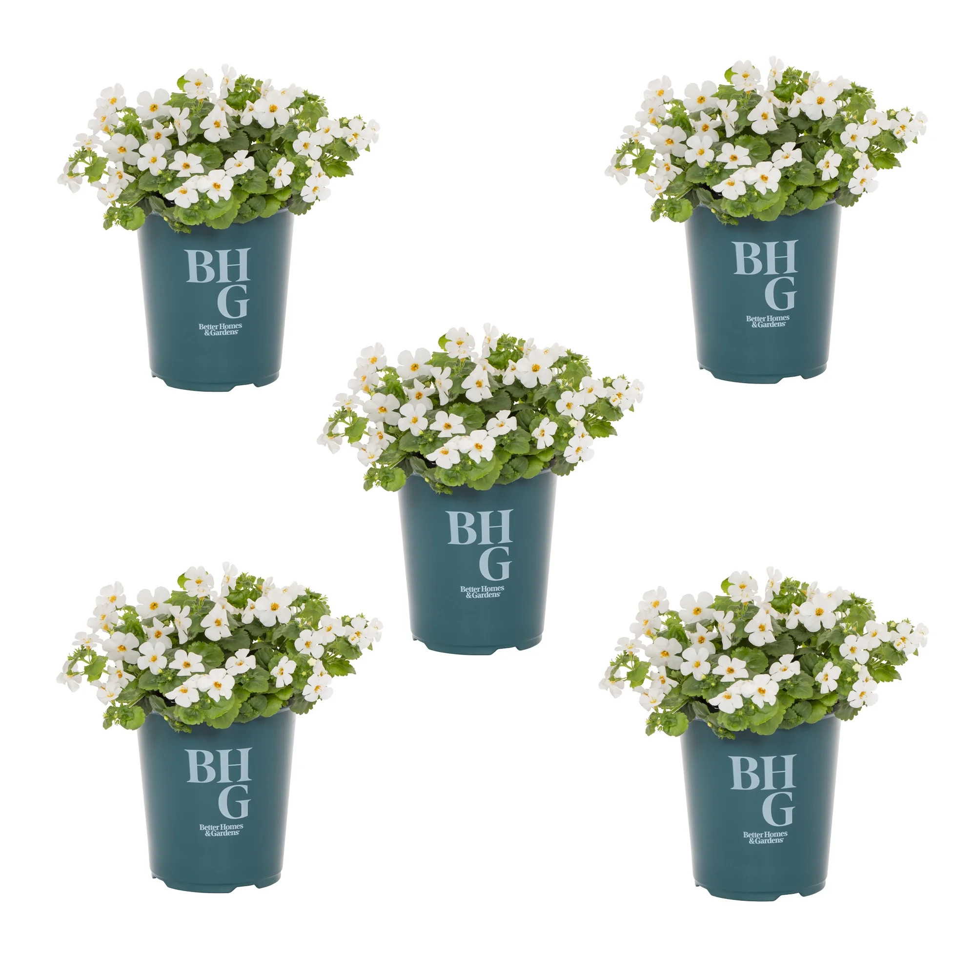 Better Homes & Gardens 1.5PT White Bacopa Live Annual Plant Sun 5-Pack | Walmart (US)