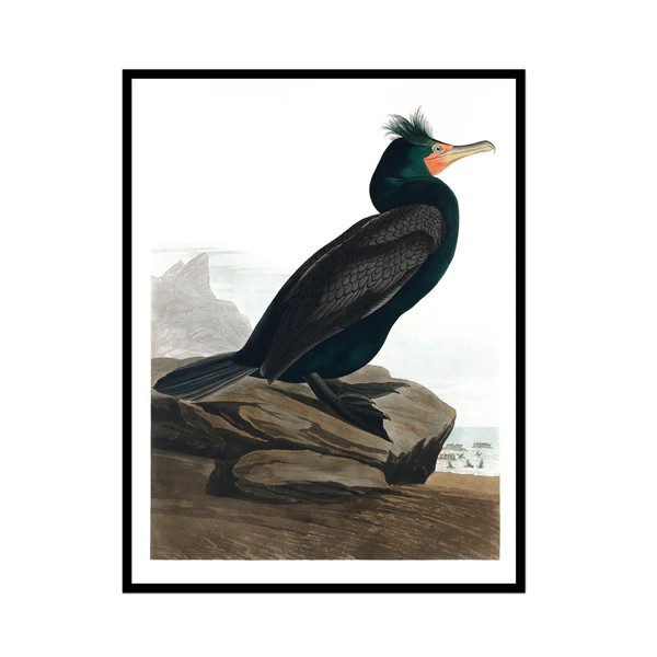 Vintage  Dark and Coral Beak Shorebird | Urban Garden Prints
