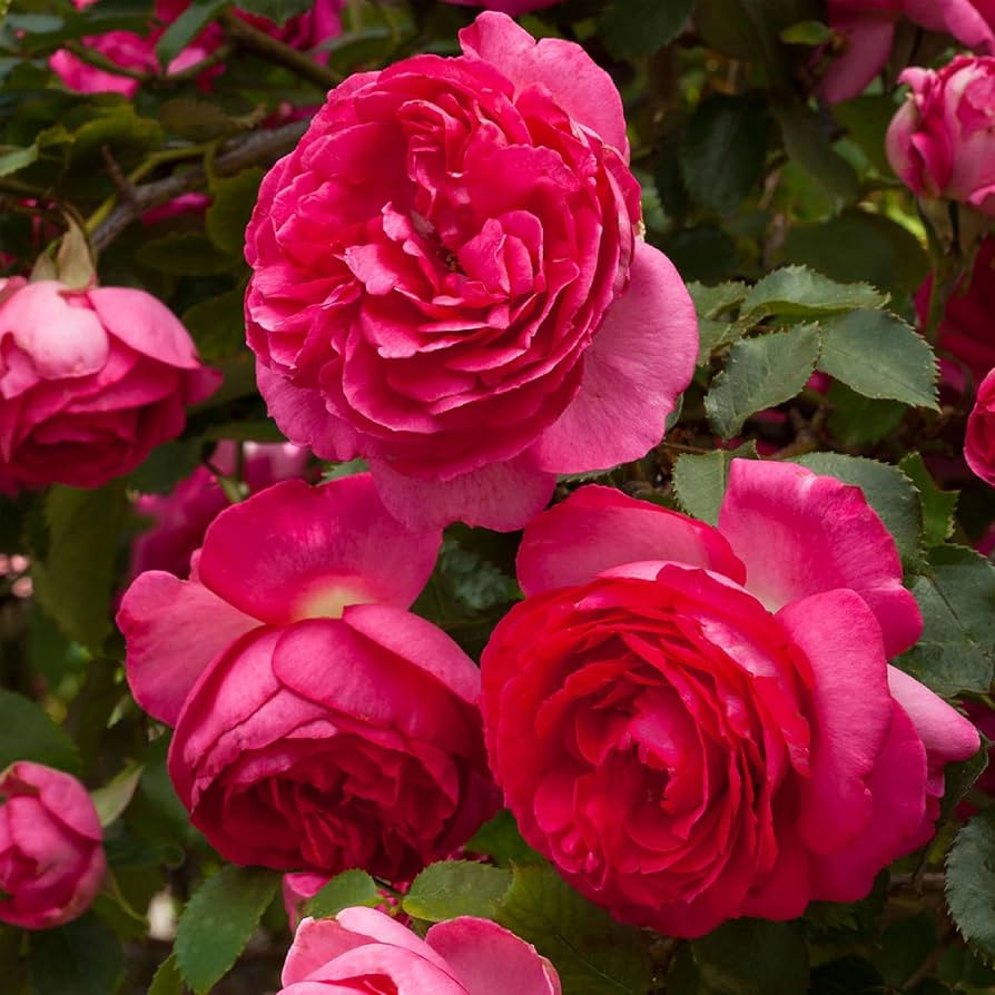Heirloom Climbing Roses, Live Own Root Plant for Outdoor Garden, Pretty in Pink Eden Climber\u00a... | Amazon (US)